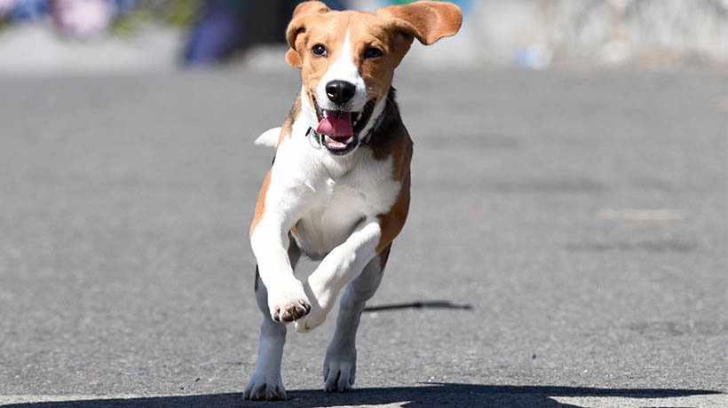 La municipalidad de El Tabo realizará esterilización gratuita de mascotas La municipalidad de El Tabo realizará esterilización gratuita de mascotas