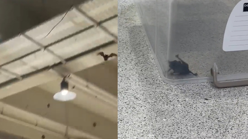 Captan en video un murciélago volando dentro de supermercado en Temuco
