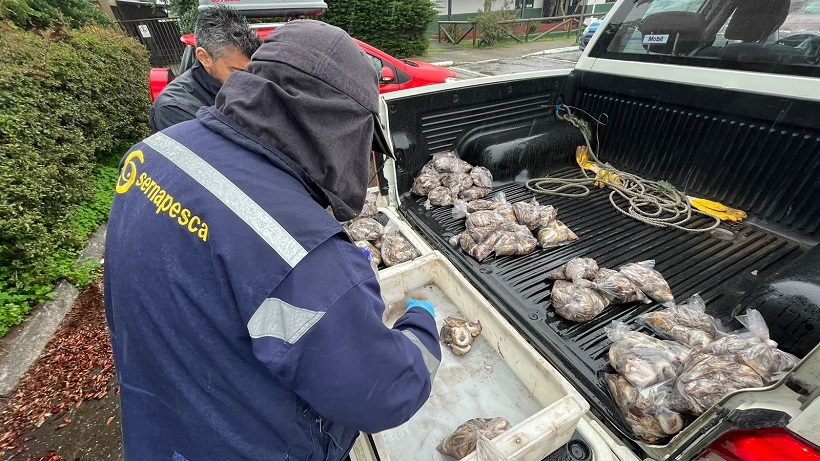 Sujeto vendía ilegalmente locos desconchados en veda: fue detenido por