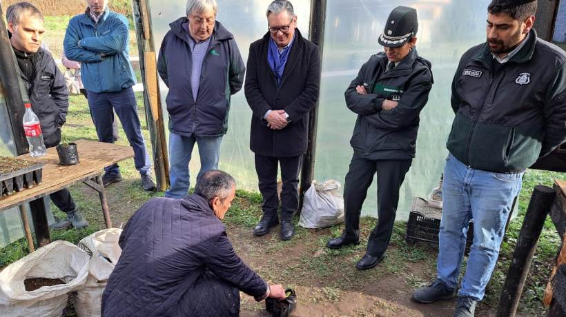 Privados de libertad de Osorno encabezan programa de reinserción que busca plantar 50 mil árboles Privados de libertad de Osorno encabezan programa de reinserción que busca plantar 50 mil árboles