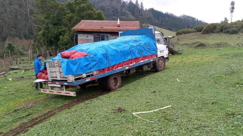 Camión cargado de papas robado fue encontrado en Padre Las Casas