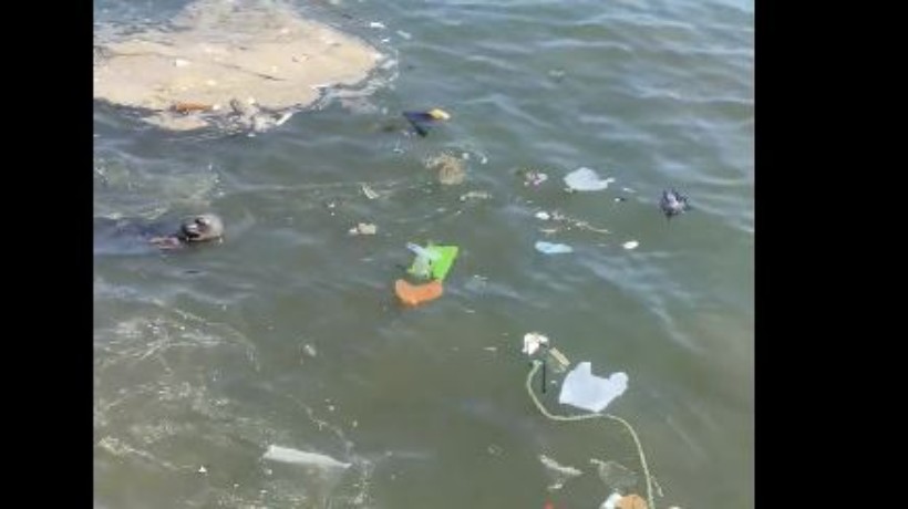 [VIDEO] Captan a lobo de mar nadando entre la basura en Antofagasta