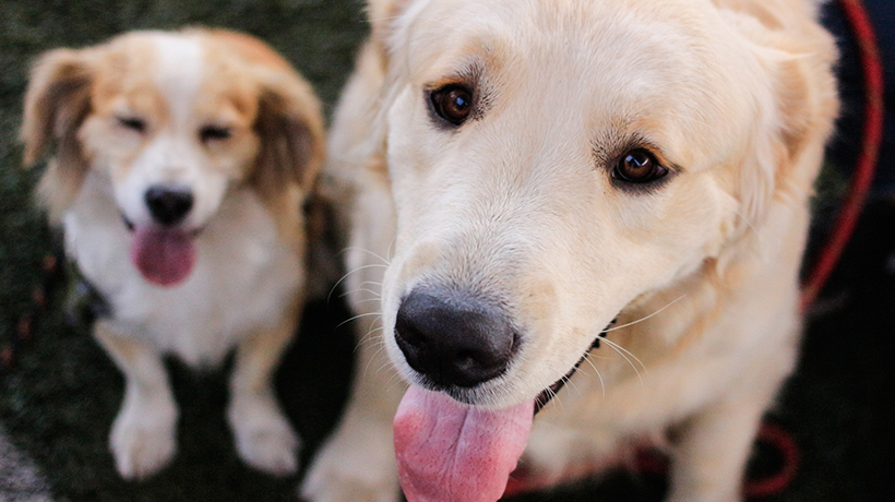 A seis años de la promulgación de la Ley Cholito: se han registrado más de 270 mil perros y gatos en la región de Valparaíso A seis años de la promulgación de la Ley Cholito: se han registrado más de 270 mil perros y gatos en la región de Valparaíso