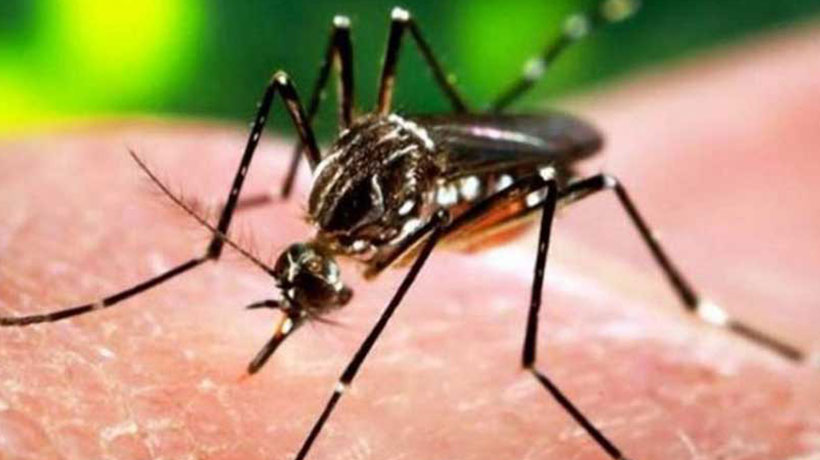 Seremi de Salud anuncia fumigaciones en Los Andes para prevenir la presencia del mosquito que transmite dengue