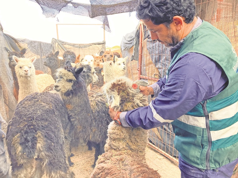 Primera exportación de alpacas con nuevo dispositivo electrónico desde Arica