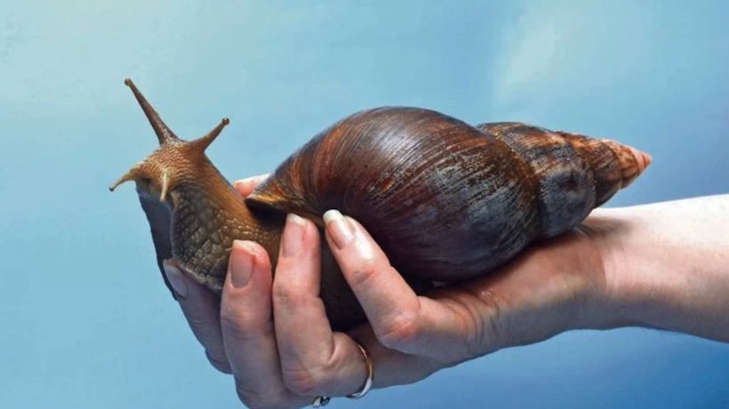 Caracol Gigante Africano: qué es y por qué se le teme al nuevo molusco encontrado en Chile