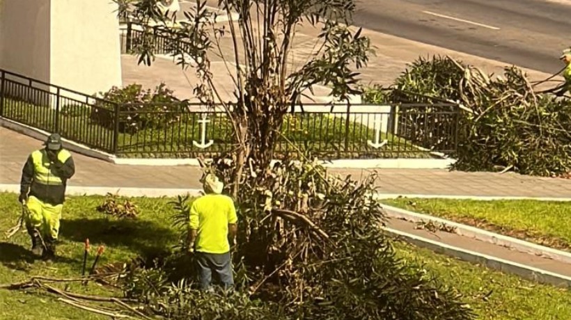 Viralizan imágenes de personal de pasaijismo cortando ramas de un árbol en Antofagasta