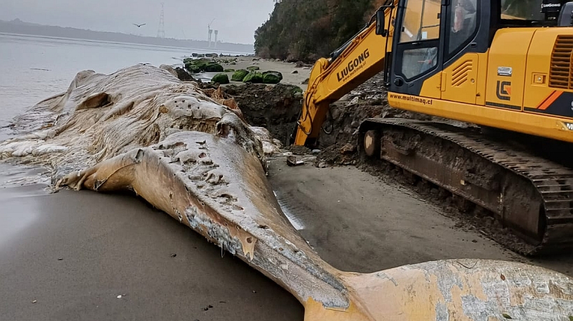 Enterraron a ballena varada en playa de Puerto Elvira en Ancud