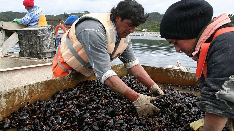 Investigan en Chiloé la relación entre el cambio climático y el cultivo del chorito