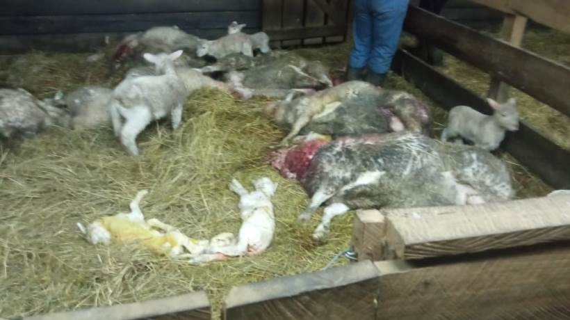 SAG instaló cámaras tras ataque de puma junto a crías que ha afectado a ganado en Puerto Octay