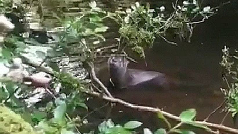 Impulsan acciones para la protección del huillín en la Isla de Chiloé
