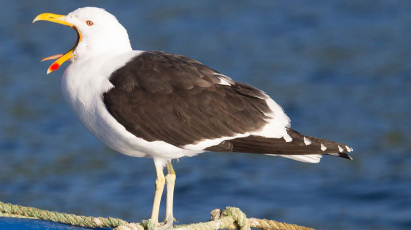 Día mundial de las aves playeras: lanzan plan de acción para conservar las aves Día mundial de las aves playeras: lanzan plan de acción para conservar las aves