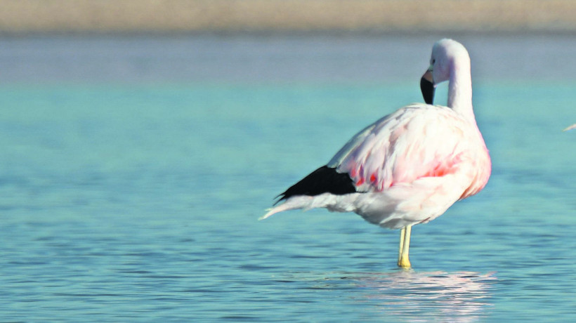 Ejecutan proyecto educativo en Calama para la preservación de flamencos altoandinos