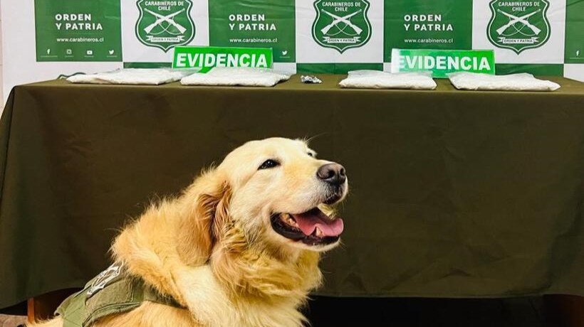 Otra vez “Gemma”: Decomisan gran cantidad de drogas avaluadas en casi $100 millones a la altura del peaje La Unión