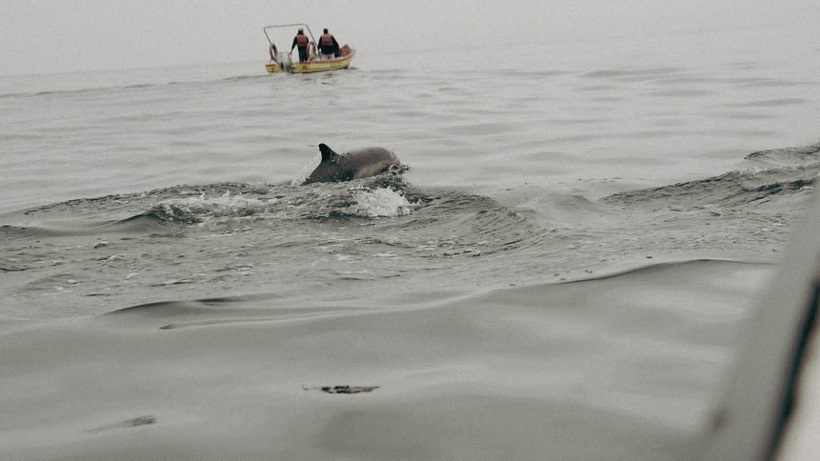 Avistamientos de delfines durante tour científico en Mejillones
