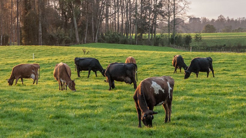 Anuncian fondo concursable para favorecer iniciativas en agricultura familiar campesina de Osorno