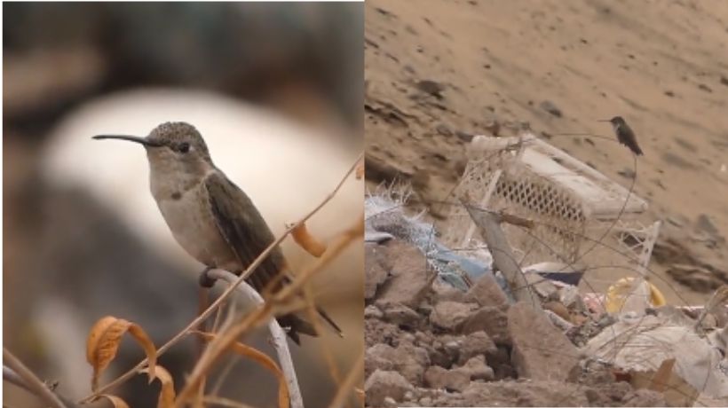 En medio de la basura: Captan a "picaflor del norte" en quebrada de Antofagasta