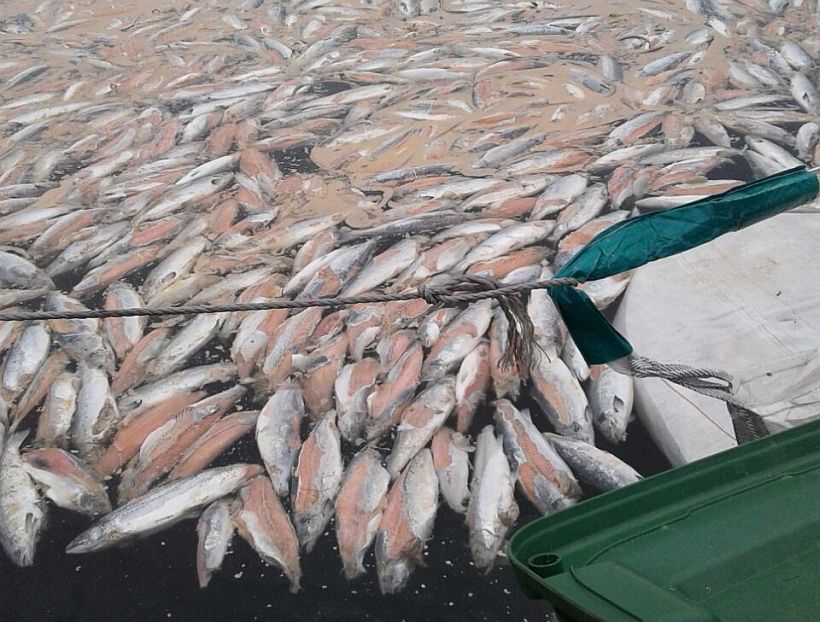 Cámara de Diputados aprobó la conformación de la comisión investigadora por robo de salmones