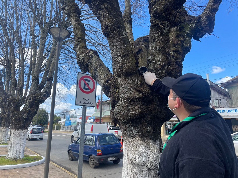 Municipalidad activó plan de control ante presencia de roedores en Plaza de Paillaco Municipalidad activó plan de control ante presencia de roedores en Plaza de Paillaco