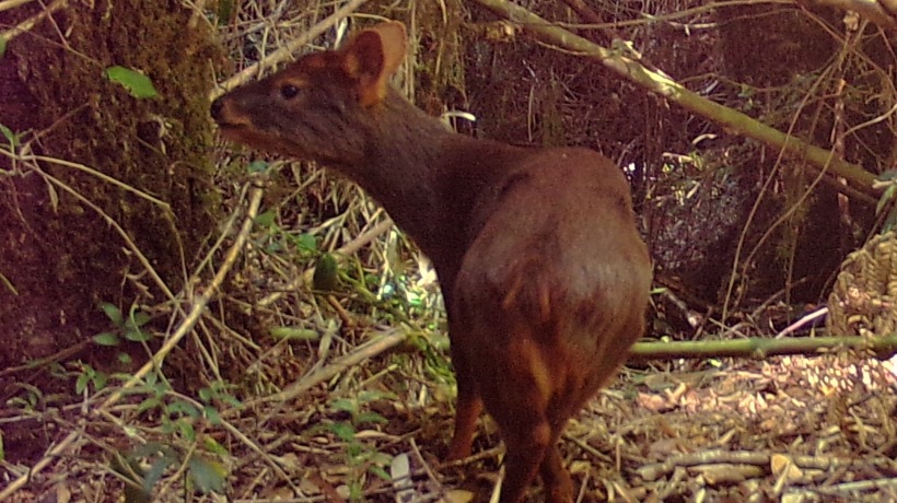 Investigación científica revela abundante presencia de pudúes en cordillera de la costa de Osorno