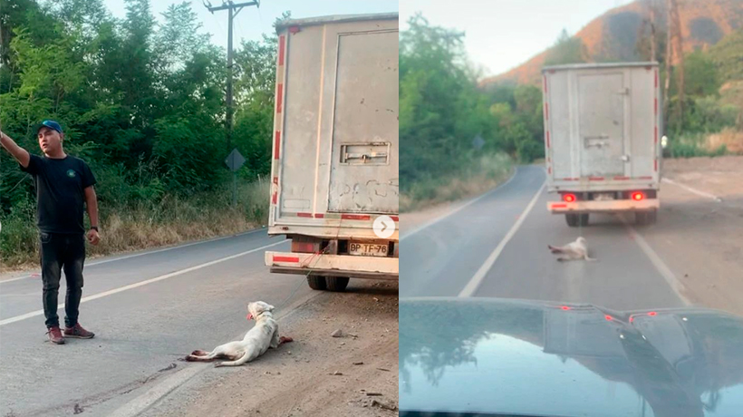 Nogales: encuentran a perro que fue amarrado a camión y arrastrado