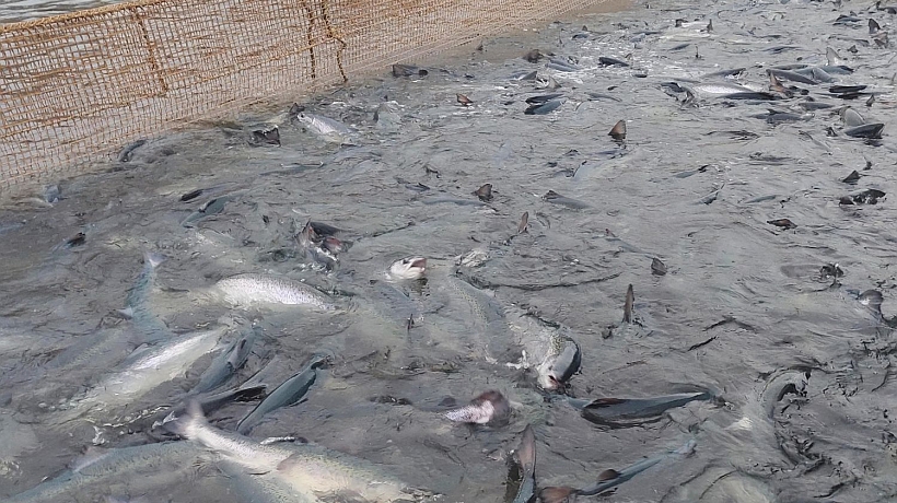 Reportan mortalidad masiva de salmones por floración de algas nocivas en Estuario de Reloncaví