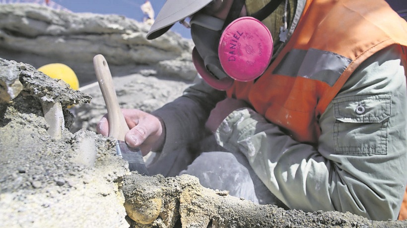 Descubren restos fosilizados de mamífero prehistórico en alrededores de Calama