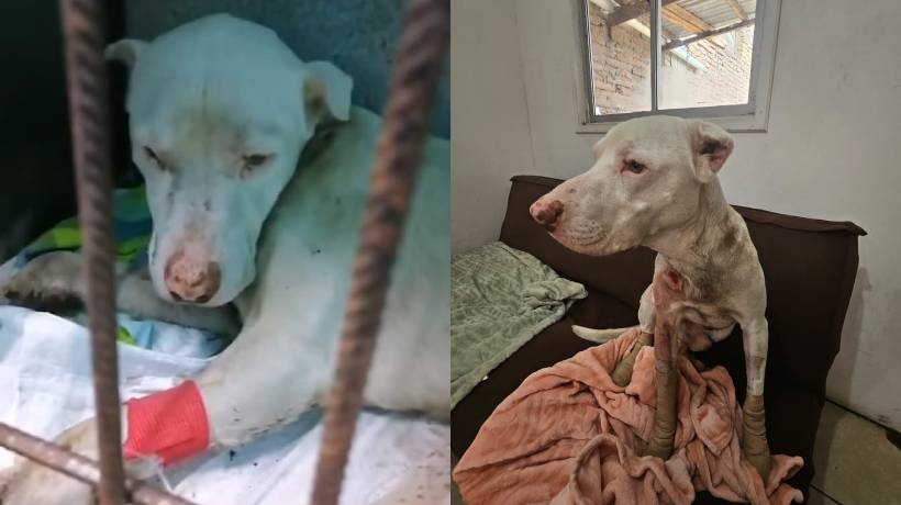 Caso Bolt: el perro que fue brutalmente arrastrado desde un camión, ya se encuentra mejor Caso Bolt: el perro que fue brutalmente arrastrado desde un camión, ya se encuentra mejor