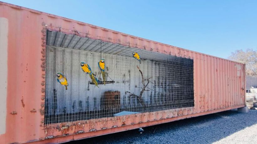 Detienen a hombre e incautan aves exóticas en domicilio de Alto Hospicio