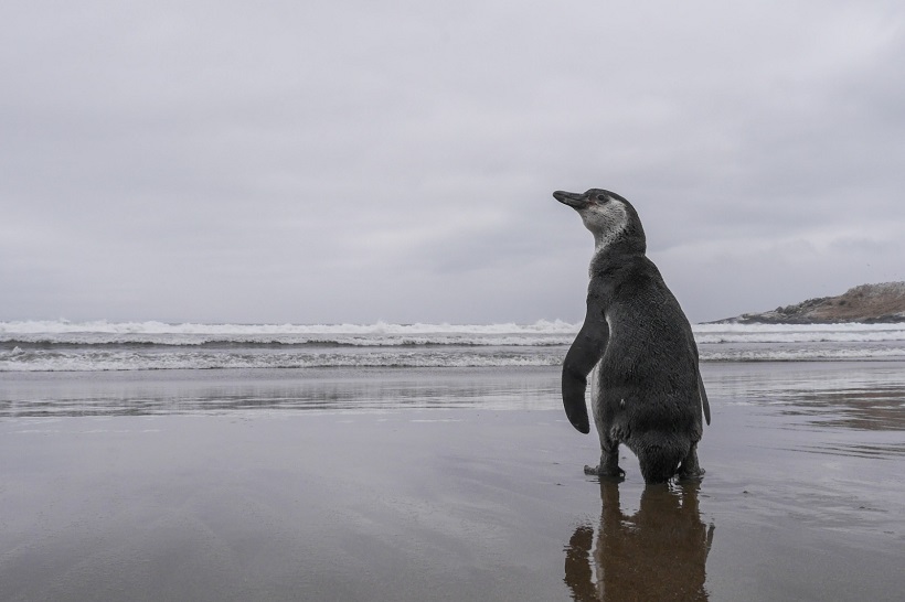 ‘Archipiélago de Humboldt’: Publican decreto que crea reserva de más de 500 mil hectáreas en Atacama