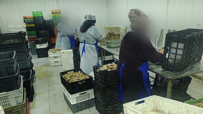 Más de 5 toneladas de machas sin documentación de origen legal incautaron en Maullín