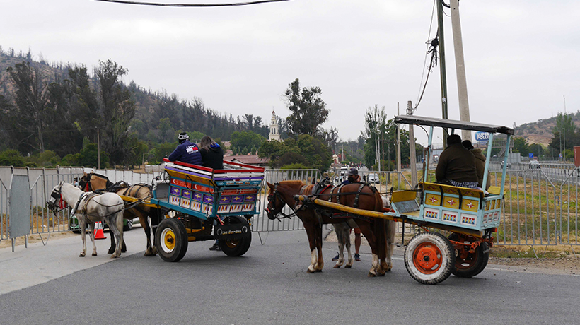 Hacen un llamado a no acudir con animales hacia Lo Vásquez: "Tú haces la manda, no tu caballo"