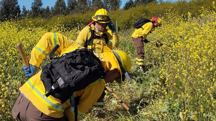 Declararon Alerta Temprana Preventiva para la provincia de Biobío por amenaza de incendios forestales