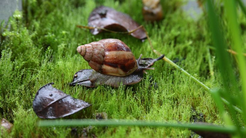 SAG Tarapacá dictó taller para generar conciencia sobre los riesgos de caracol africano