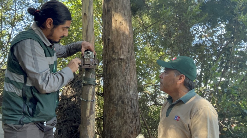 Levantan cámaras trampas instaladas en lugar de avistamiento de puma en Chiguayante: se detectaron perros en el sector