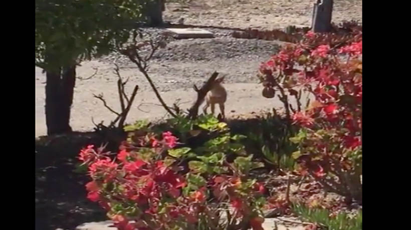 [VIDEO] Zorro Chilla es registrado en condominio Bahía de Rosas de Algarrobo