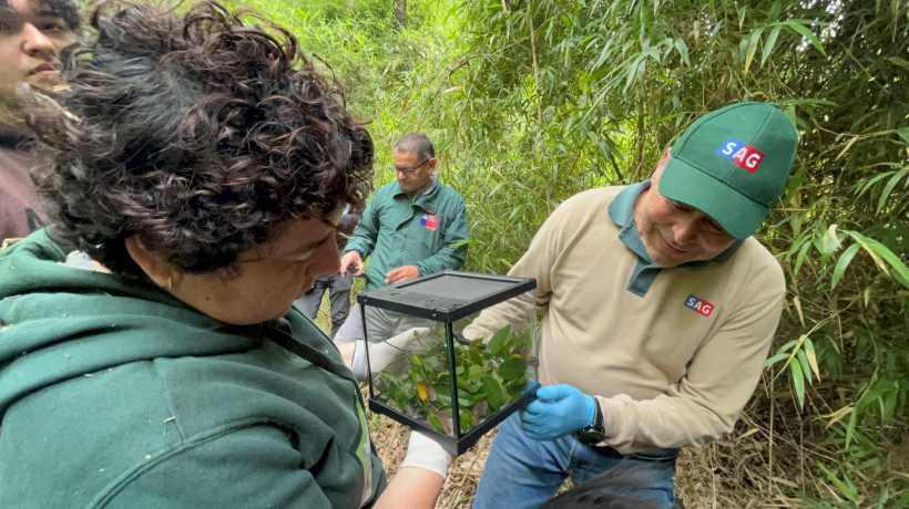Monitos del monte fueron reinsertados en su hábitat natural en proyecto Campus Naturaleza de la UdeC