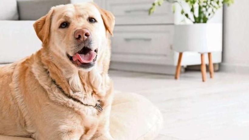 Estas son las maneras con la que los perros demuestran su amor