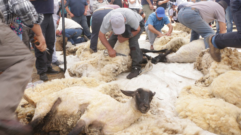 Novena Fiesta Campesina de la Esquila de Ovejas tendrá lugar en Nueva Imperial