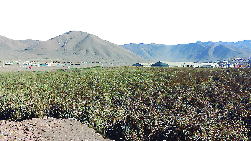 Proyecto busca proteger los humedales urbanos de Antofagasta Proyecto busca proteger los humedales urbanos de Antofagasta