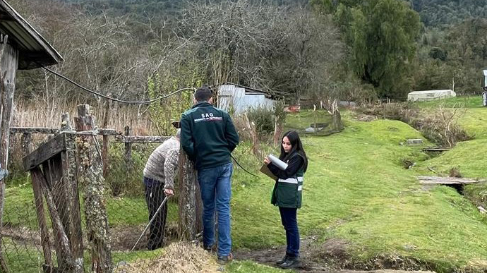 Influenza aviar: SAG levanta información de más de 1.200 traspatios del borde costero de la región de Los Lagos