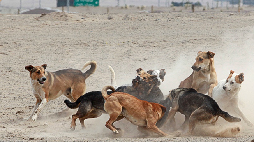 Impulsora de 'Ley Cholito' culpa al municipio de proliferación de perros abandonados en San Pedro de Atacama