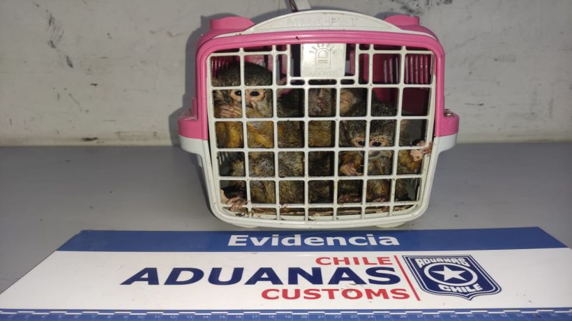 Sorprenden a hombre con cinco monos bebés al interior de mochila en Quillagua