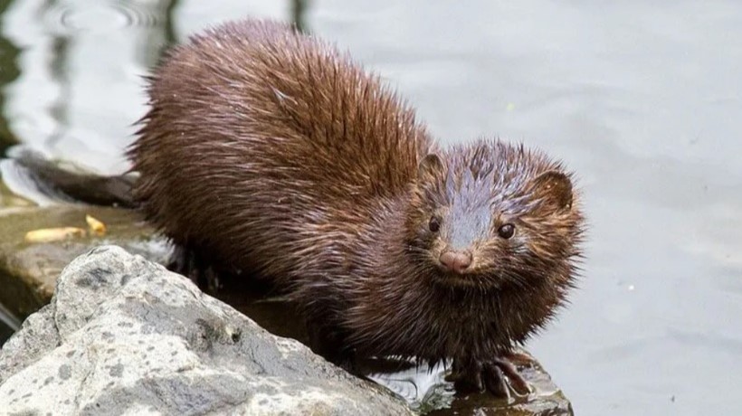 Los Ríos: Investigan el impacto de las enfermedades de transmisión del visón americano en fauna silvestre