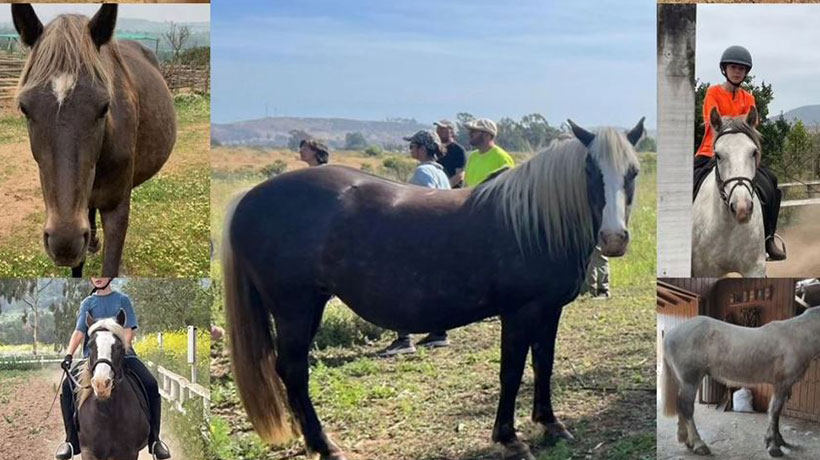 Denuncian robo de 10 caballos usados para equinoterapia y clases con menores en Puchuncaví Denuncian robo de 10 caballos usados para equinoterapia y clases con menores en Puchuncaví