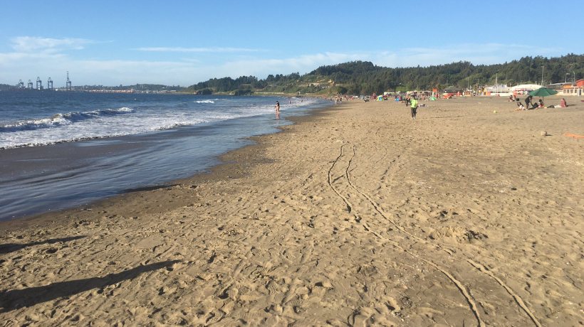 Municipalidad de Coronel informó que se registró un varamiento masivo de medusas en Playa Blanca