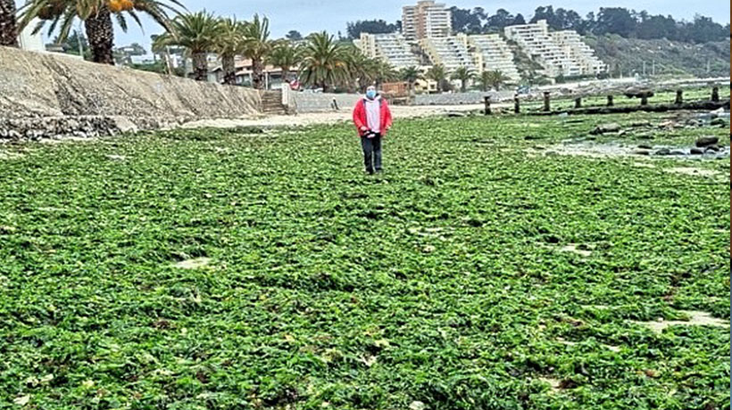 Investigadores presentaron al municipio posibles usos para las algas verdes en Algarrobo