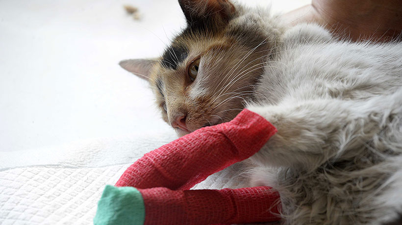 UDLA ofrece atención gratuita a animales afectados por los incendios: sede en Viña es centro de acopio