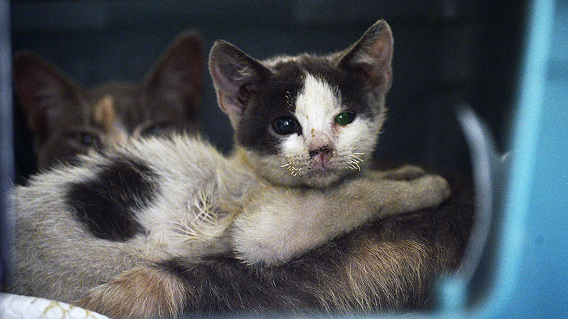 Municipalidad de Quilpué busca hogar temporal urgente para mascotas rescatadas de incendios forestales