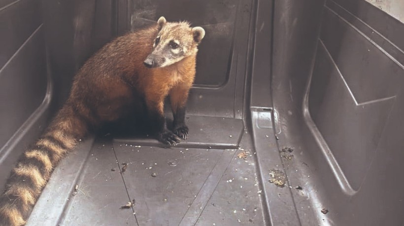 Recuperan un coatí que apareció en plena vía pública en el sector norte de Antofagasta